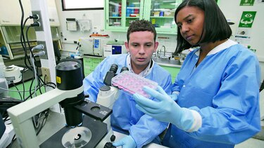 Panameños estudian virus chikungunya