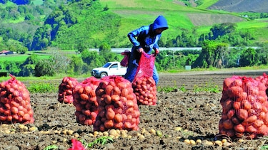 Caen ventas de seguros al agro