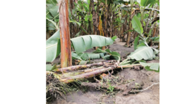 Gobierno promete préstamos ‘blandos’ para cultivo de plátano