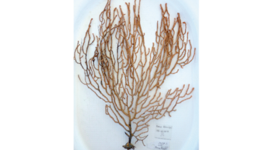 Descubren nuevo coral en aguas panameñas