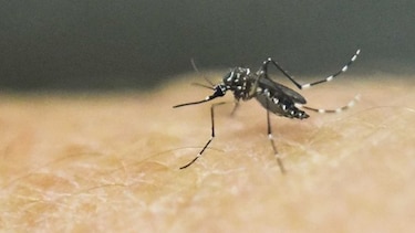 Enfermedades provocadas por garrapatas, pulgas y mosquitos se triplican en Estados Unidos