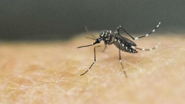 Enfermedades provocadas por garrapatas, pulgas y mosquitos se triplican en Estados Unidos