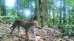 Objetos de conservación en el PN Darién