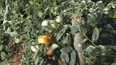 Clima impulsa producción de tomate industrial en Azuero