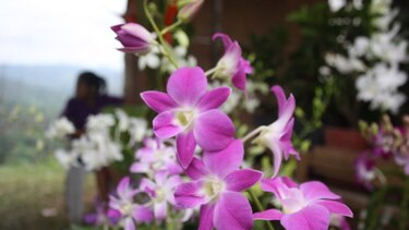 La fiesta de las flores en El Limón de Campana