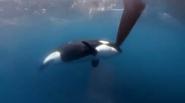 Grupo de orcas ‘ataca’ a embarcaciones