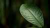 Celebridades, seducidas por el medio ambiente