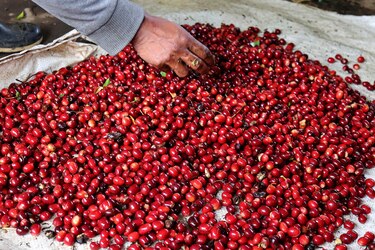 Las manos indígenas que impulsan el café panameño: tradición y una oportunidad de vida