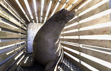 Oregon: sacrifican a lobos marinos para salvar a peces en peligro de extinción