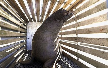 Oregon: sacrifican a lobos marinos para salvar a peces en peligro de extinción