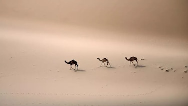 Arabia Saudita plantará millones de árboles para luchar contra el cambio climático