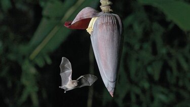 Confirman 8 especies de murciélagos en  Coiba