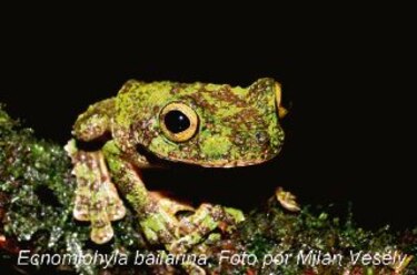 Panamá tiene dos ranas más