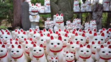 En Tokio, un templo de ‘gatos de la suerte’ atrae a ‘instagramers’