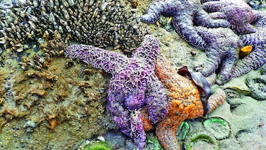 Mueren las estrellas de mar