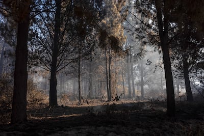 Más de 500 brigadistas trabajan en extinguir el fuego en la Patagonia Argentina