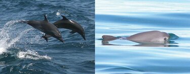 México: delfines  guiarán  a vaquitas marinas a refugio