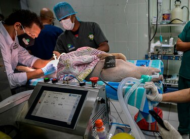 N-14, uno de los cerditos que prueba respiradores para enfermos de Covid-19 en Panamá