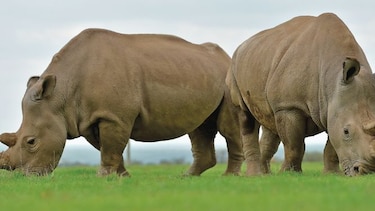 Nueva ‘extinción masiva’