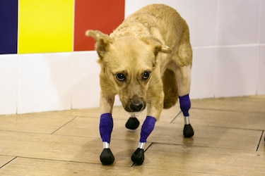Una perrita rusa vuelve a andar tras ponerle cuatro prótesis en las patas