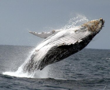 Japón confirma que este invierno también llevará a cabo su caza de ballenas