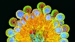 Una mirada microscópica