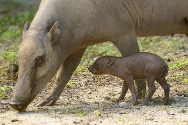 El Zoológico de Miami celebra el histórico nacimiento de una babirusa