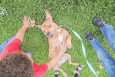 Adopción de mascotas en Estados Unidos se dispara por  la pandemia