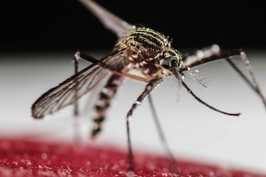 Perú impone sanciones a farmacias que vendan medicamentos sin receta contra el dengue