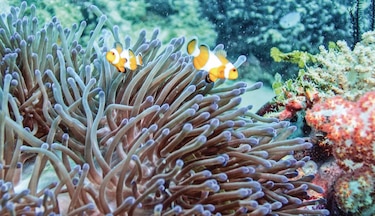 Greenpeace urge proteger arrecifes descubiertos en el Golfo de México ante nuevo gasoducto