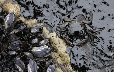 Hallar la causa del vertido de California podría tomar meses