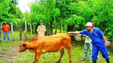 Los veterinarios paralizan servicios en las fronteras