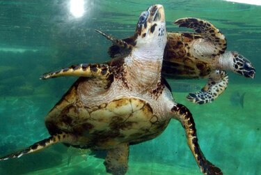 Seguimiento por satélite, nueva oportunidad para la tortuga carey
