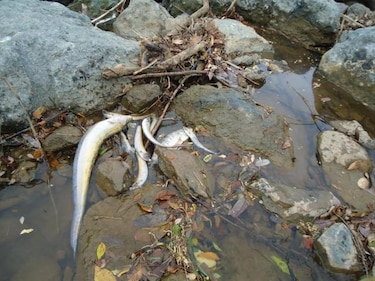 Autoridades judiciales determinan cuál sustancia contaminó el río La Villa