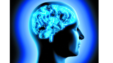 Cerebros para realizar estudios