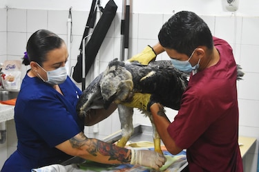 Recuperan águila herida en zona rural de Colombia