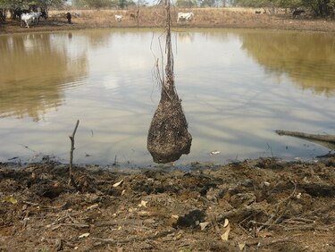 Ambientalistas de Azuero piden protección de hábitat de especies en peligro de extinción