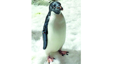 Pingüinos ‘Adelie’, en Guadalajara