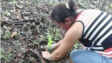Siembran 20 mil plantones de café en Herrera
