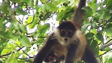 Emprenden campaña para salvar especie de mono en peligro de extinción