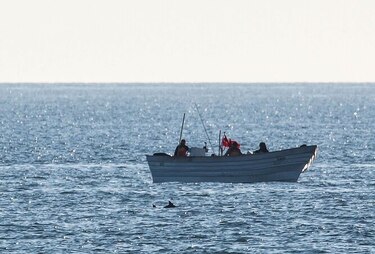 Denuncian presencia de barcas en zona de protección de vaquita marina