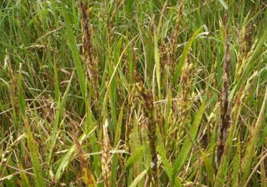 La falta de lluvias afecta la producción de 3 mil 500 hectáreas de arroz en Tonosí