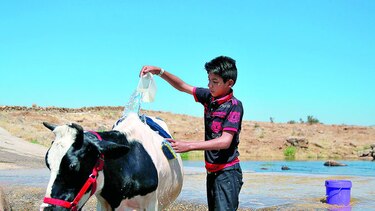 India puede vender vacas sagradas
