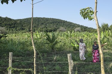 Cinco aldeas y un bosque de Kenia están en el centro de la disputa mundial por tierras raras