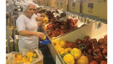 Aumenta producción de pimentón para exportar
