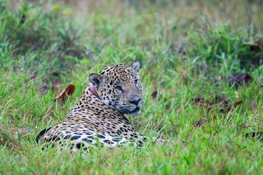 Entre el potrero y el bosque: la lucha por conservar al jaguar en Panamá