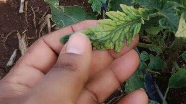 Toman muestras para determinar presencia del begomovirus en Azuero