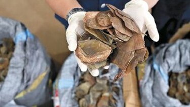 Confiscan botín de escamas de pangolín