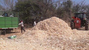 Unas 3 mil hectáreas de sembradíos de maíz y arroz, afectadas por cambio climático