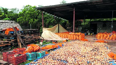 25 mil sacos de cebolla se pierden en Natá